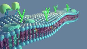 Surgical device SolidWorks CAD assembly model converted into high-precision 3D medical animation wireframe